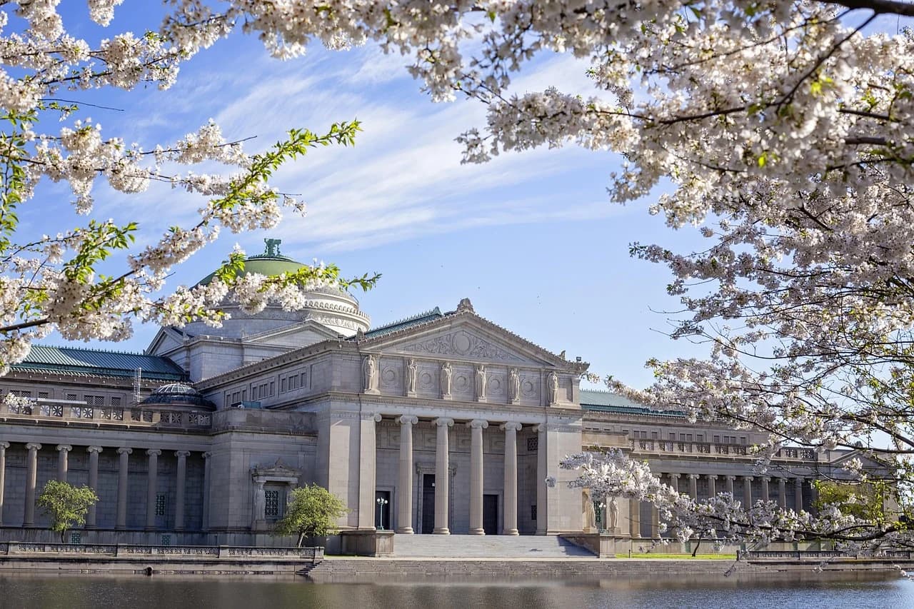 The neoclassical facade of the Museum of Science and Industry is framed by blooming cherry trees, with a peaceful lagoon in the foreground.