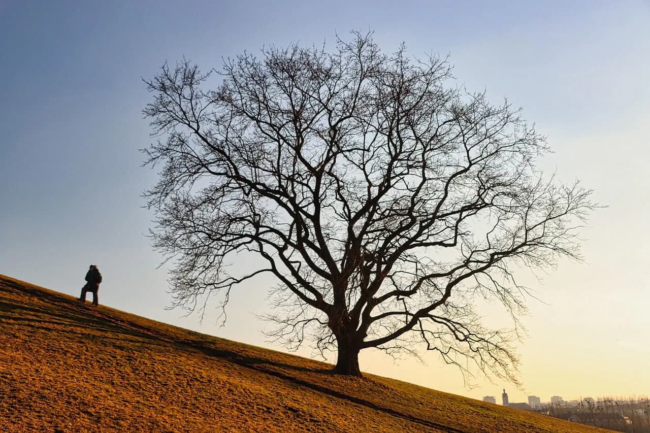 A single, large tree with bare branches stands on a grassy hill, silhouetted against a setting sun.