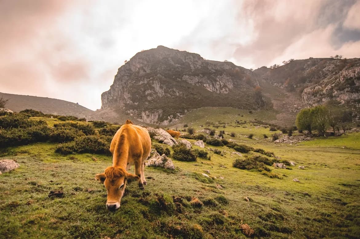A cow grazes on a green hillside, with a large, rocky mountain in the background under a dramatic sky.