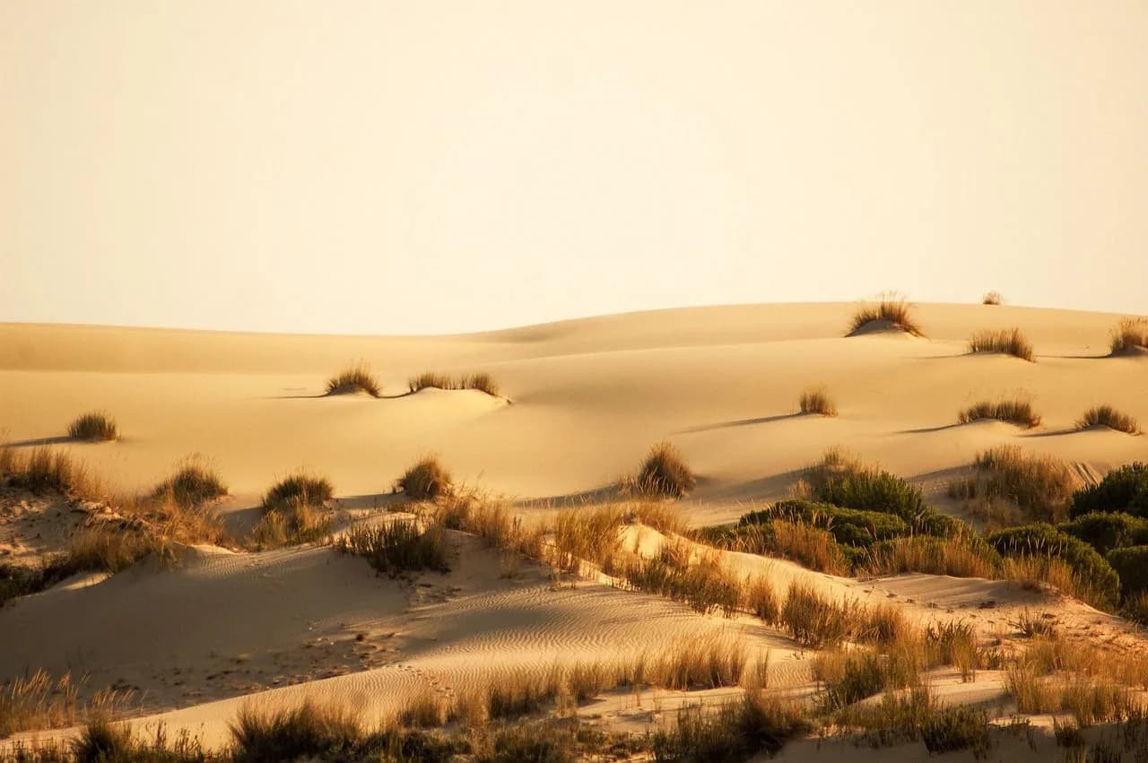 Golden sand dunes with patches of green grass stretch into the distance under a pale sky.