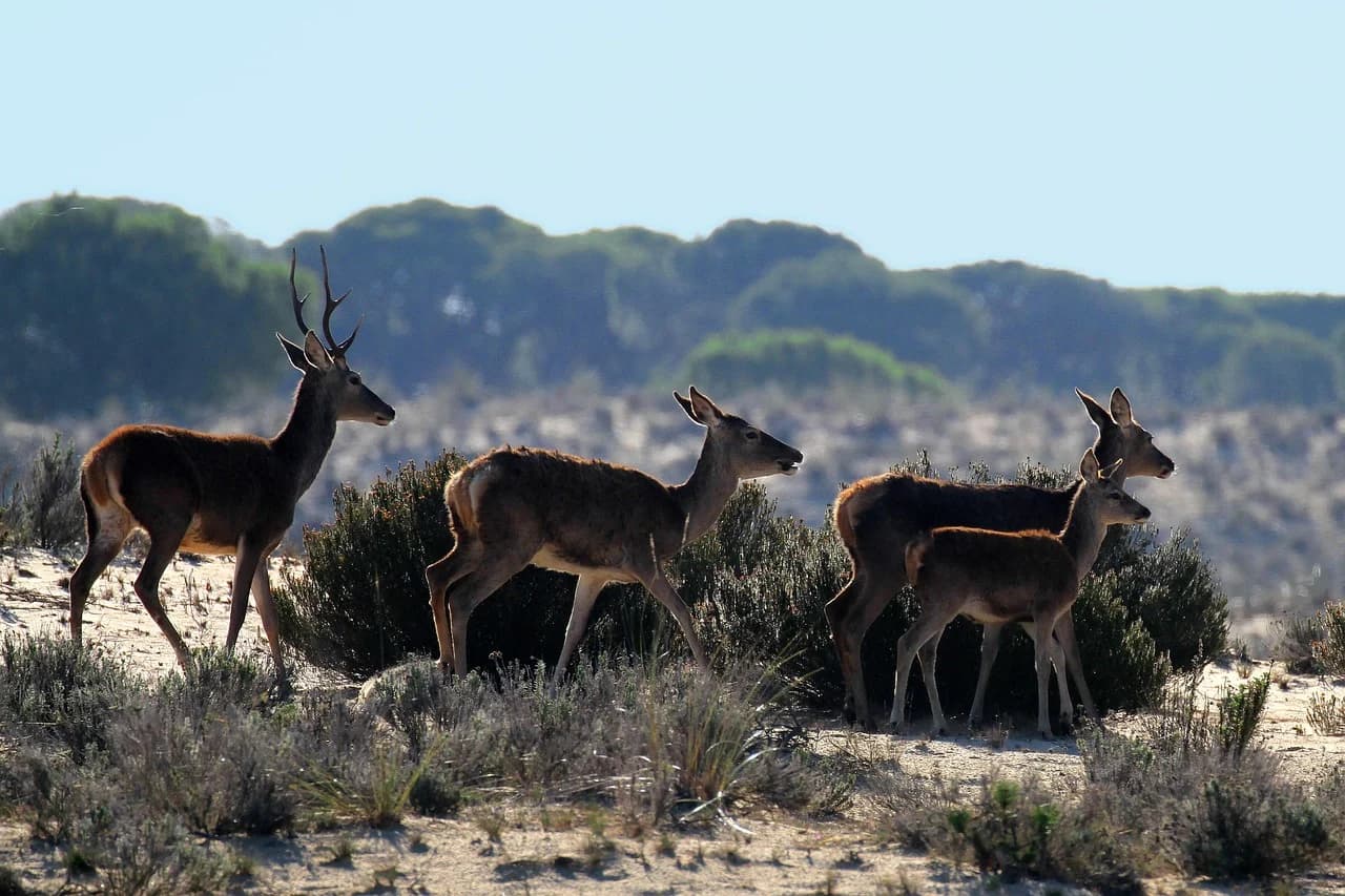 A family of deer walks through the grassy, sandy landscape of Doñana National Park, a haven for wildlife.