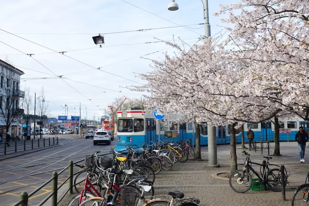 A street in Gothenburg is bustling with people and bicycles, with a tram in the background and cherry blossoms in full bloom.
