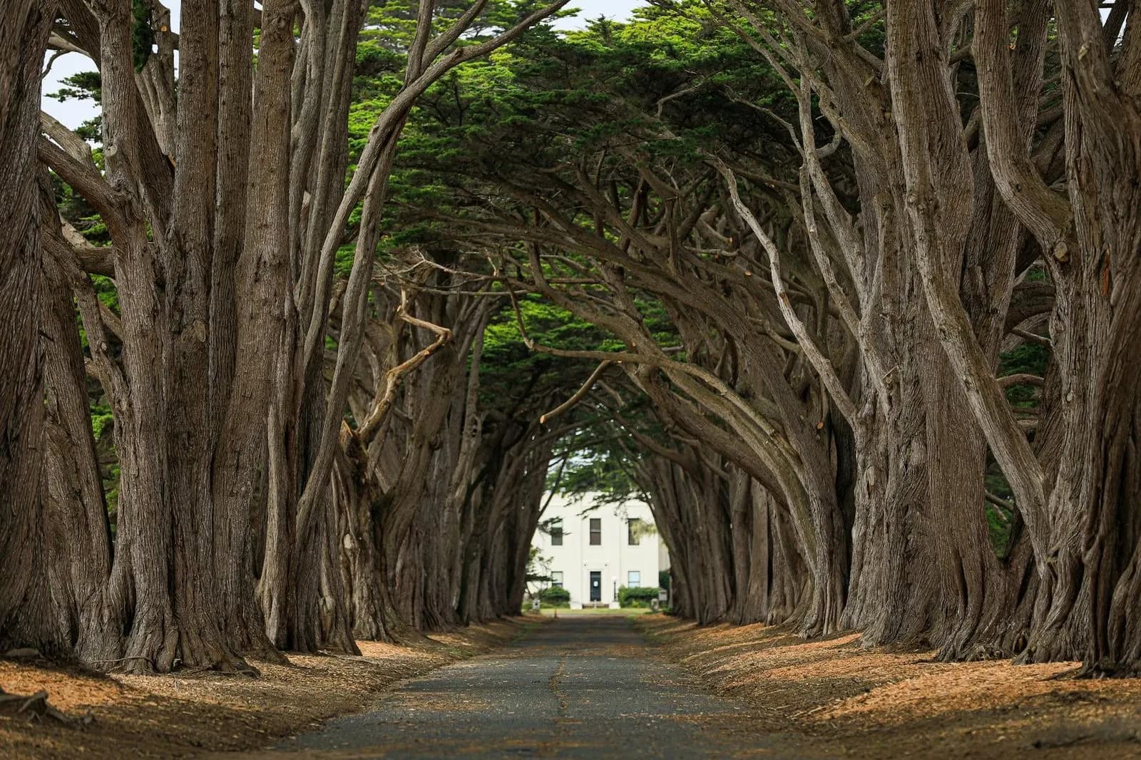 An alley of majestic, gnarled trees creates an enchanting and mysterious pathway, leading to a distant building.