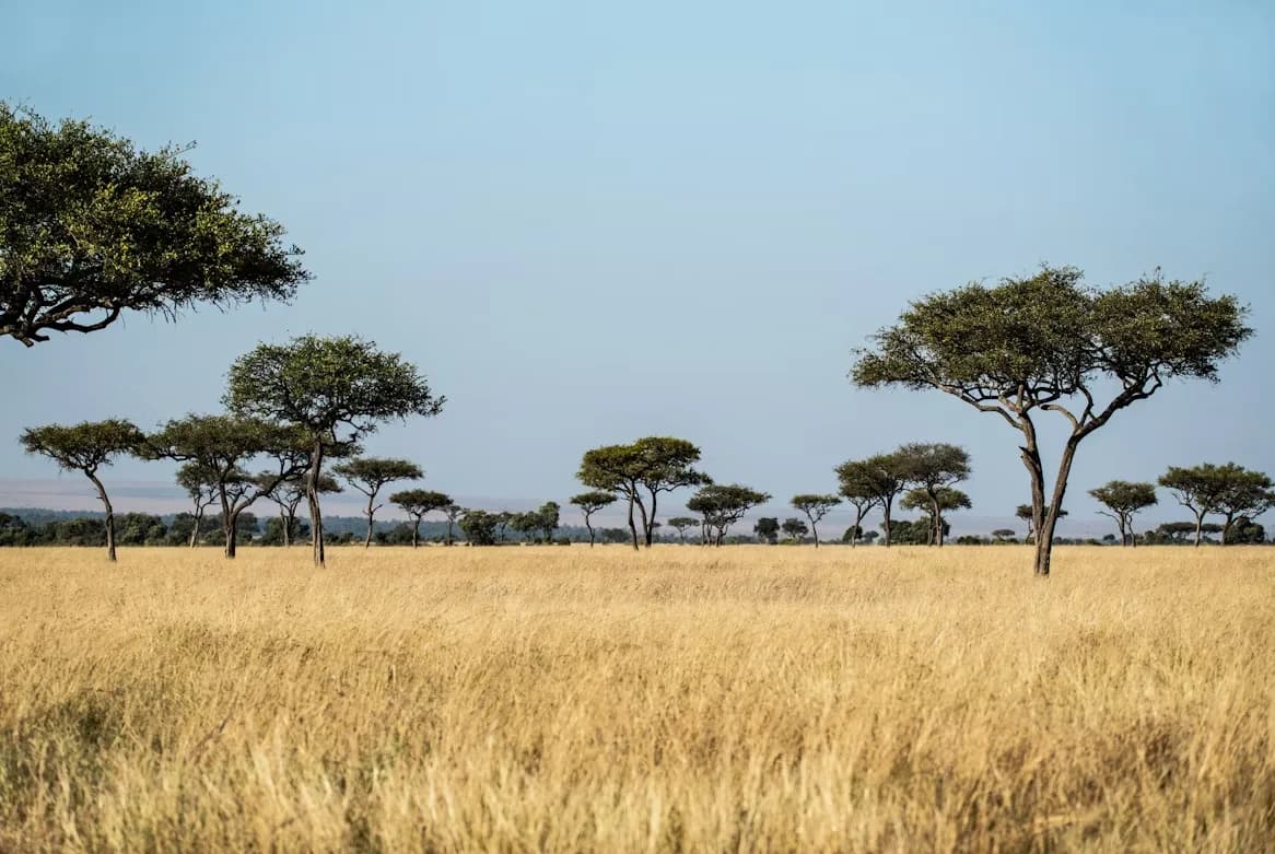 A scenic view of a vast, golden savanna is dotted with acacia trees and a clear blue sky.