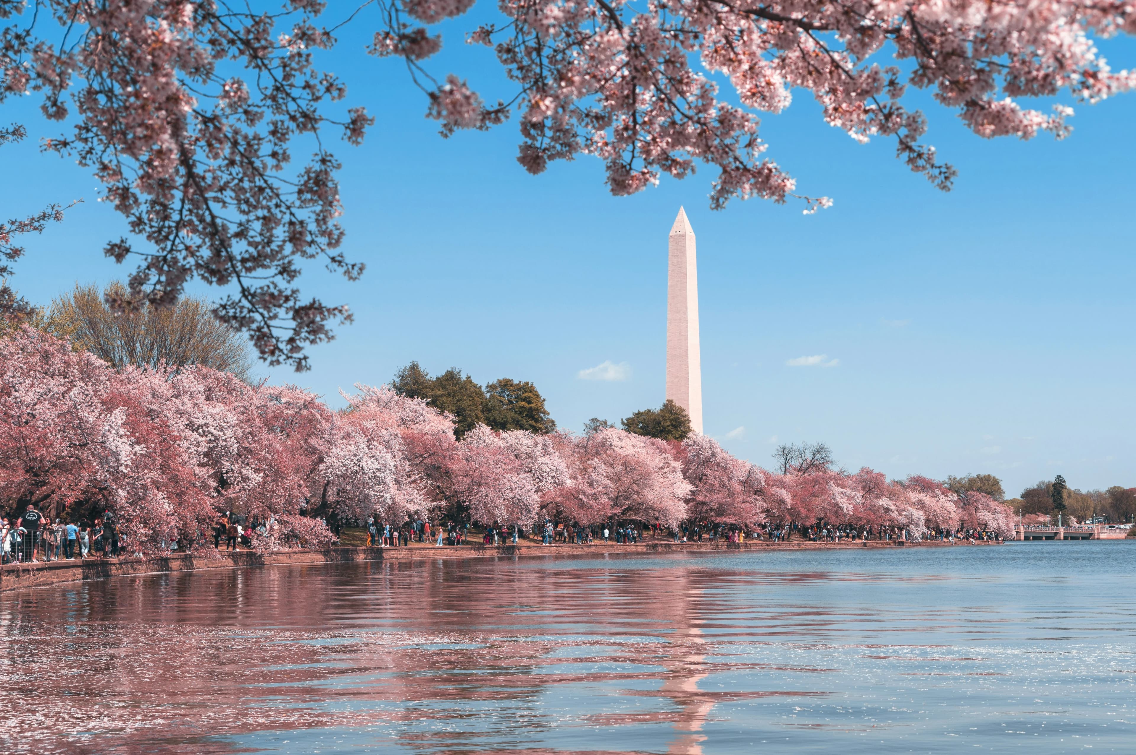 Cherry blossoms frame the Washington Monument, creating a stunning and iconic springtime scene on the National Mall.